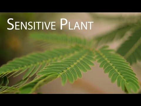 Sensitive Plant (Mimosa pudica) Leaves Folding up in Response to Touch