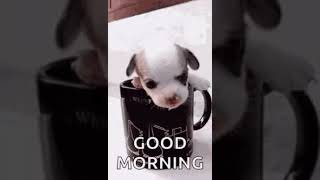 Good  morning  gif
