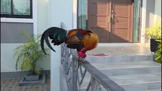 Coj peb sawv daws saib qaib dib dua 6/12/3025