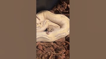Highway Ball Python 🐍 #shorts #shortsfeed #shortfeed #shortvideo #shortsvideo #reels #fyp #fypシ