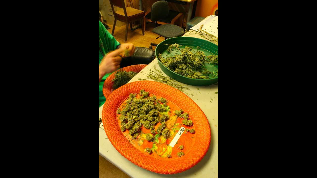 Timelapse Pre 98 Bubba Kush