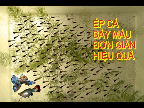 Video Cách ép cá bảy màu đơn giản hiệu quả - youtube