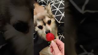 Cute Chihuahua Loves Strawberries #cutedog #5aday #dogs