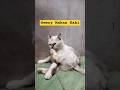 Gemoy Mau Makan Kaki #cat #viral #shorts