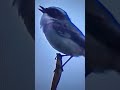 Sound Of Birds Shorts 10M
