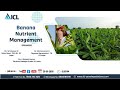 ICL Crop Discussion: Banana Nutrient Management