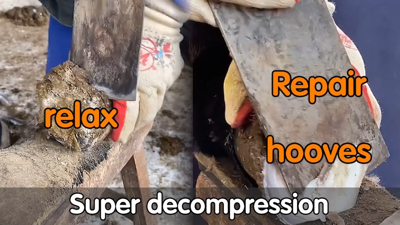 Before and after donkey hoof repair and donkey hoof cleaning YouTube