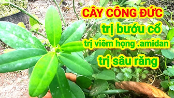 Cây thuốc quý | Cây thạch anh|trị bướu cổ viem họng viêm amidan và sâu răng