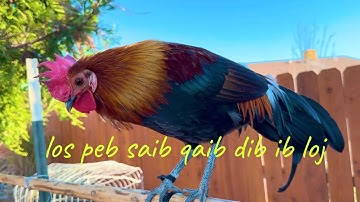 qaib dib ib loj #106 January 31, 2025