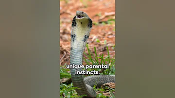 King Cobra The Monarch of Serpents 2024 #animals