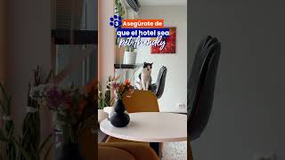 Tips para viajes Pet-Friendly