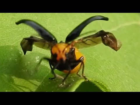 こっちみんな虫 クロウリハムシを追いかけてみる Cucurbit Leaf Beetle Aulacophora Nigripennis Youtube