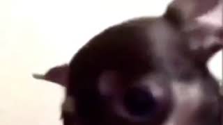 Man kisses an angry chihuahua's forehead to calm it down