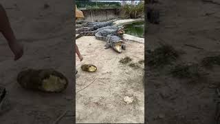 Adventure game anger crocodile | ANTIQUE RECOVERY | DIY | selfconstruct