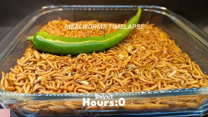 Mealworms vs Green Chili  (4 days timelapse video in 01:00 min)