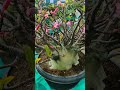 Beautiful Adenium plant flowering #garden #flowers #viral #beatifulnature #rooftopgardening