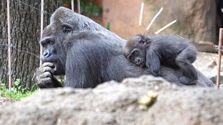 Gorilla Toto gives baby Sumomo a piggyback for the first time | Gorilla Haoko Family