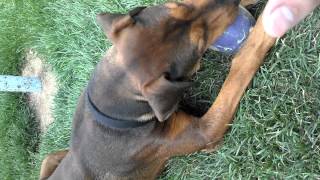 Doberman Pit bull mix