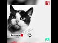 Félicette the French space cat, the world's only feline astronaut • RFI English