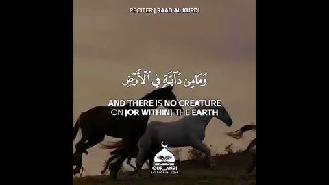 وما من دابة في الارض ولا طائر 🌷 رعد الكردي 💖 حالات واتس اب دينية قصيرة مؤثرة قرآن كريم تلاوة خاشعة