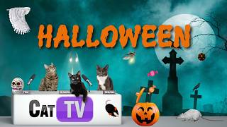 🎃 बिल्लियों के खेल | अजीबोगरीब जीव-जंतु 👻 | बिल्लियों के लिए हैलोवीन टीवी | 8 घंटे 4K में screenshot 1