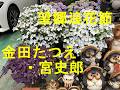 望郷浪花節/金田たつえ・宮史郎 Cover♪あいさい・・♪