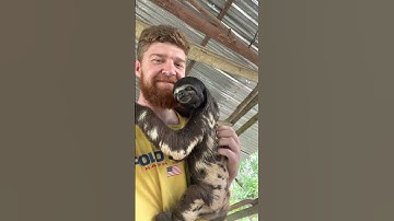 Making Sloth Friends || ViralHog