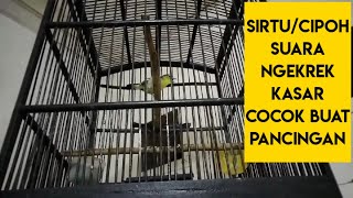 SIRTU/CIPOH,SUARA NGEREK KASAR COCOK BUAT MASTERAN