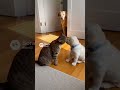 【Lab &amp; Kitty Life】Cat Bullies Puppy, Caught By Bodyguard Dog