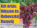 Két óriás méretű szőlőfajta: Dikszon és Dubovszkij Rozovüj