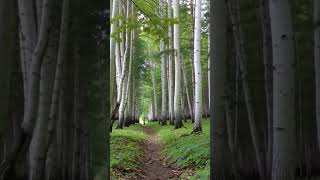 Берёзки #nature #russia #лето