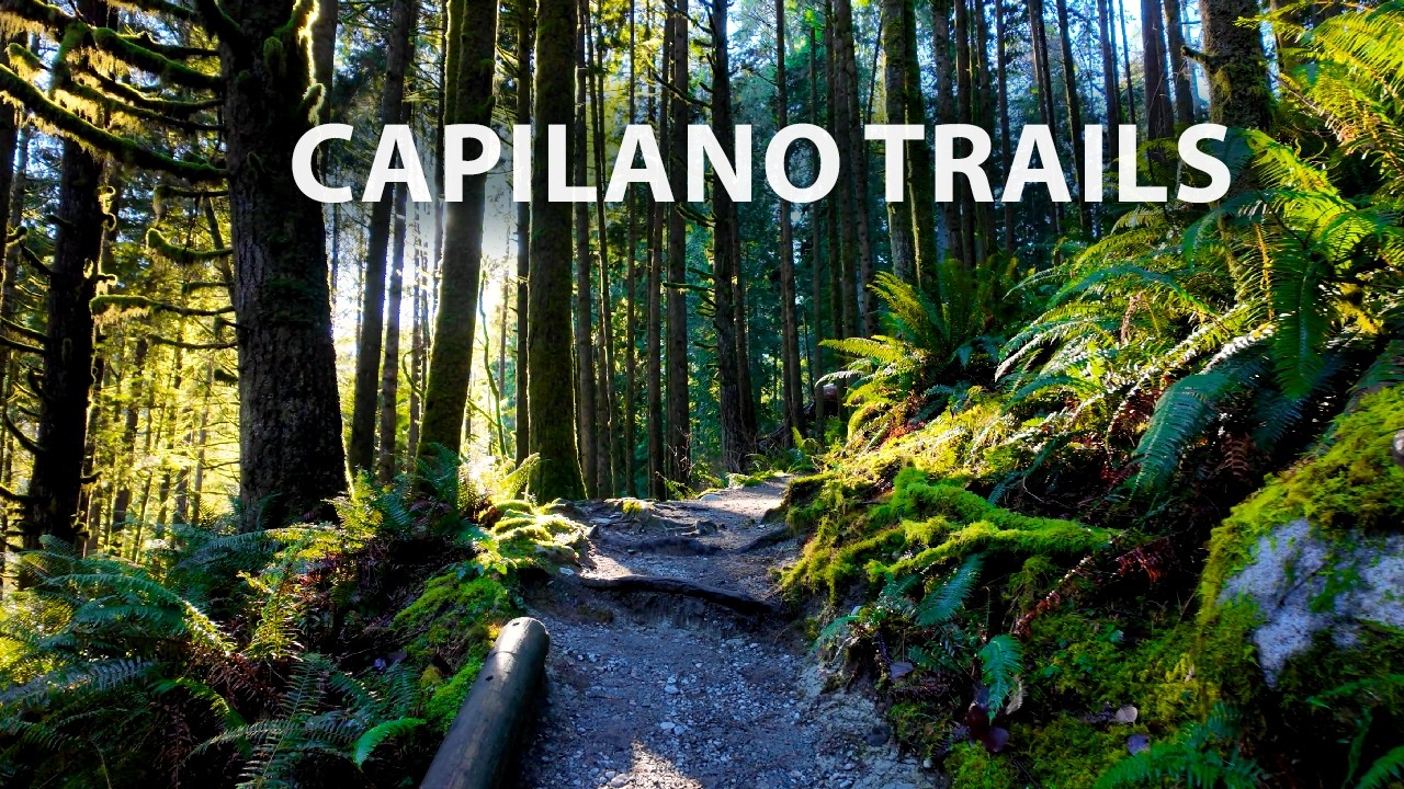 Calm Forest Ambience in Capilano Regional Park 🌲