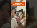 自分のチャンネルを虎徹に見せてみたら……#shorts #猫 #虎徹