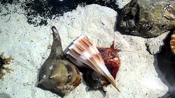 Giant Hermit Crab and Anemone