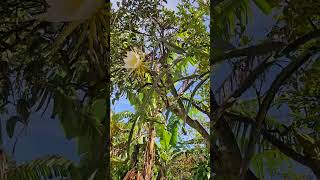 pitahaya #plantas #dragón fruit #fruit du dragón #pitaia # frutto del dragó #drachenfrucht