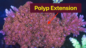 Coral Polyp Extension Finally Figured Out