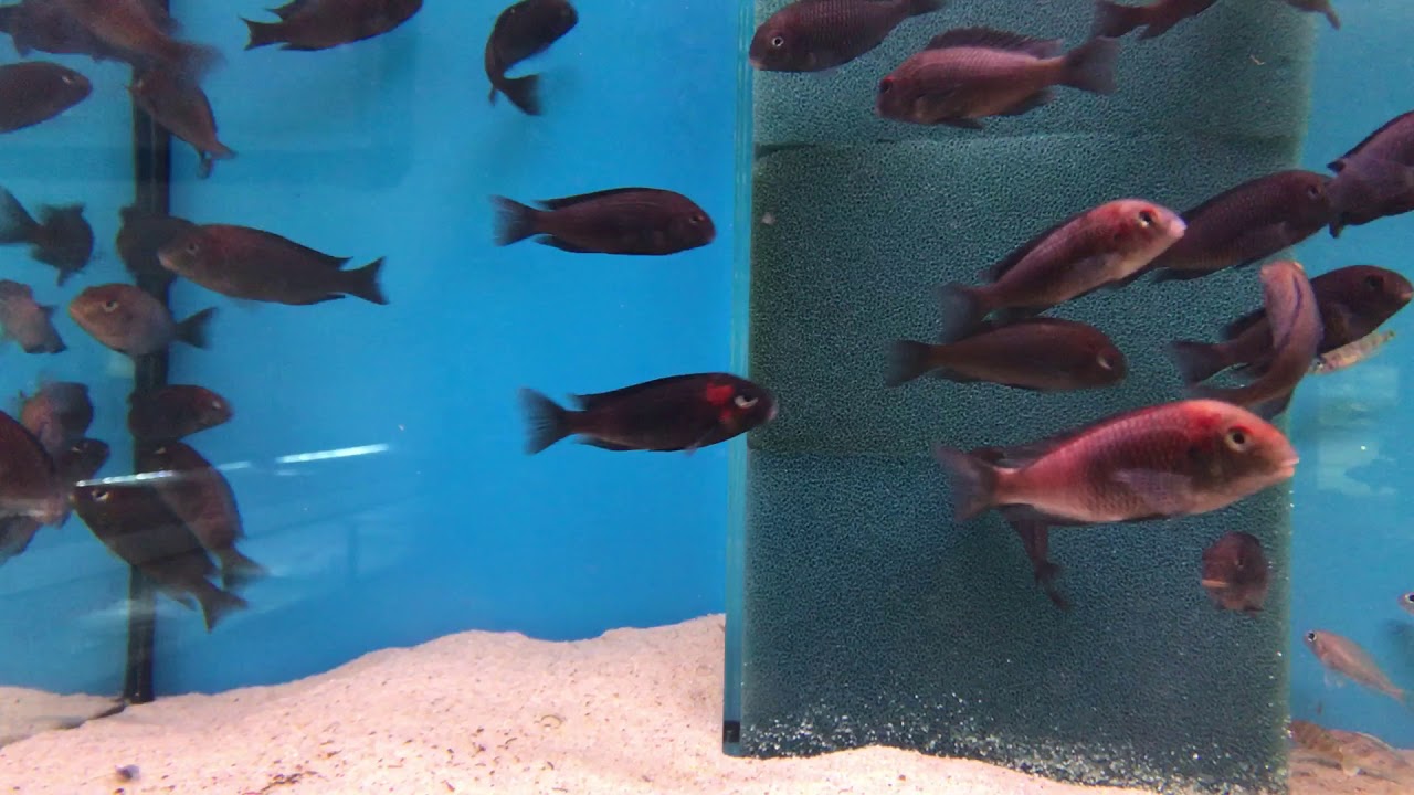 Tropheus Rutunga Tropheus black Caramba - YouTube