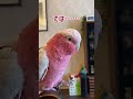 オウムと今日の予定を相談【おしゃべりモモイロインコの春ちゃん】
