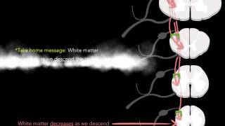 Spinal cord  White matter