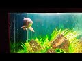 Arowana SUPER RED in AQUASCAPE