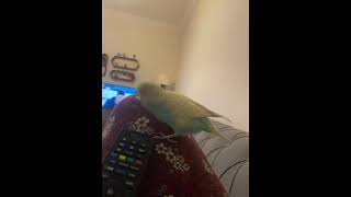 Muhabbet Kuşu Yemekte Yaparım Salçayla 🤣 Resimi