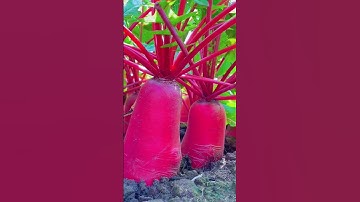 củ cải đỏ, siêu to khổng lồ #shorts
