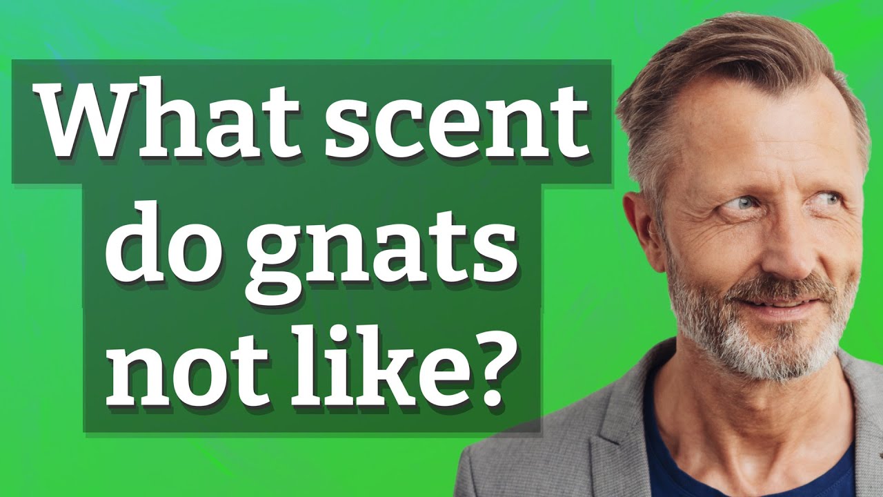 What scent do gnats not like? - YouTube