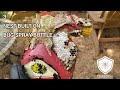 Yellow Jacket nests in interesting places