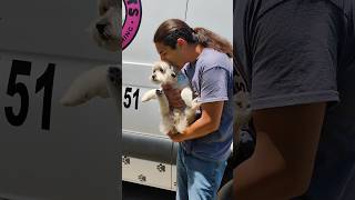 This little girl is Roma, adorable!#mobiledoggrooming #cutedogs #dogs #doggroomimg #maltipoo