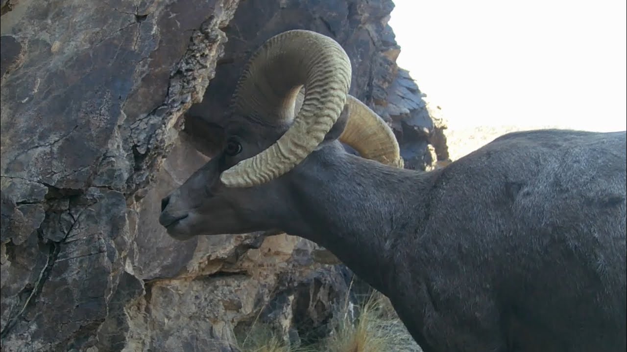 Big Horn sheep, resting spot in hot weather.