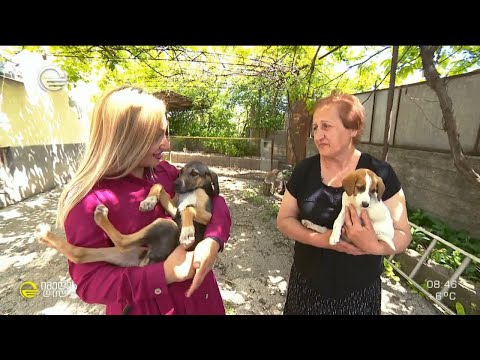 მარტოხელა პენსიონერი, რომელიც მიტოვებულ ძაღლებზე ზრუნა