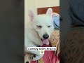 Master ki comedy 🤣 #funny #comedy #dog  #pets #cutedog #youtubeshorts #shorts #yt #ytshorts