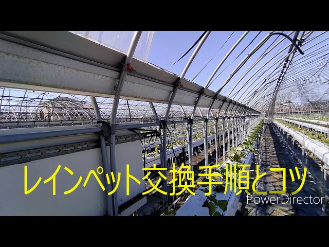 【引き取り限定】ビニールハウス連棟用レインペット 連棟ハウス谷部に溜まる雨水をハウス端部に排水 レインペット®ワイド