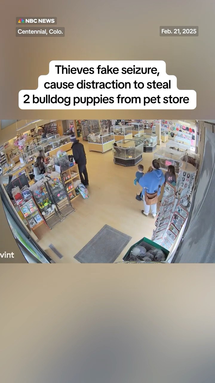 Thieves fake seizure, cause distraction to steal 2 bulldog puppies from pet store